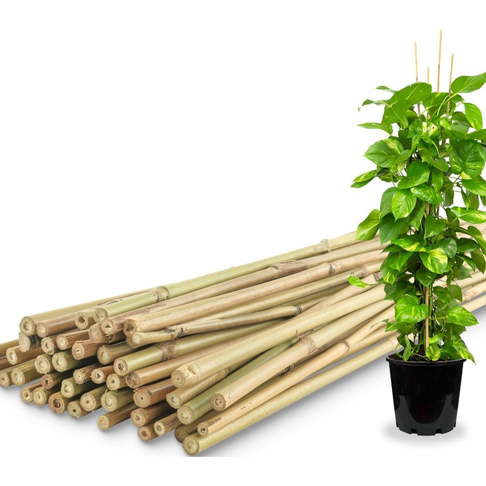 50 Pack Bamboo Plant Stakes fo - Plant Support Stake review and price