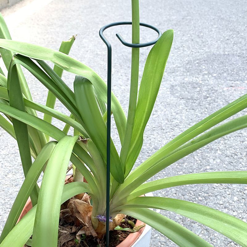 1-10pcs Metal Single Stem Plan - Plant Support Stake review and price